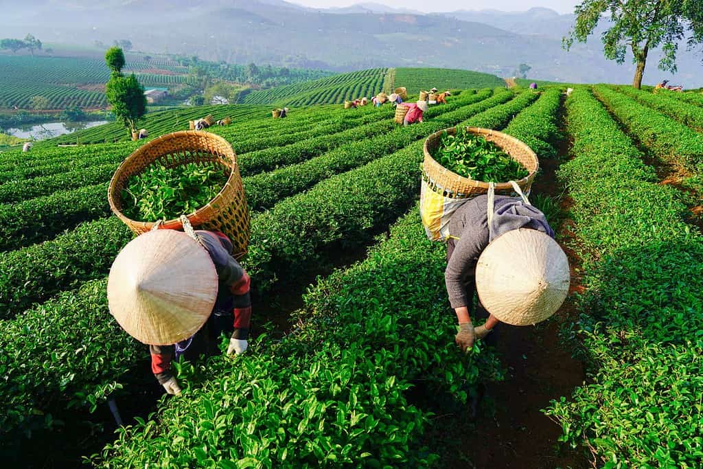 BAO LOC, VIETNAM - April, 2018: Farmers collecting tea at Bao Loc, Lam Dong, Vietnam