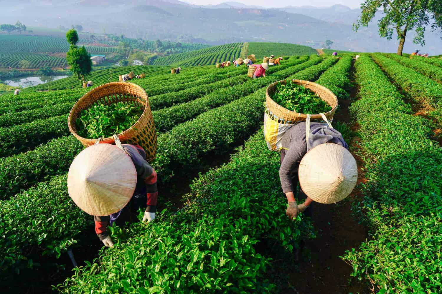 BAO LOC, VIETNAM - April, 2018: Farmers collecting tea at Bao Loc, Lam Dong, Vietnam