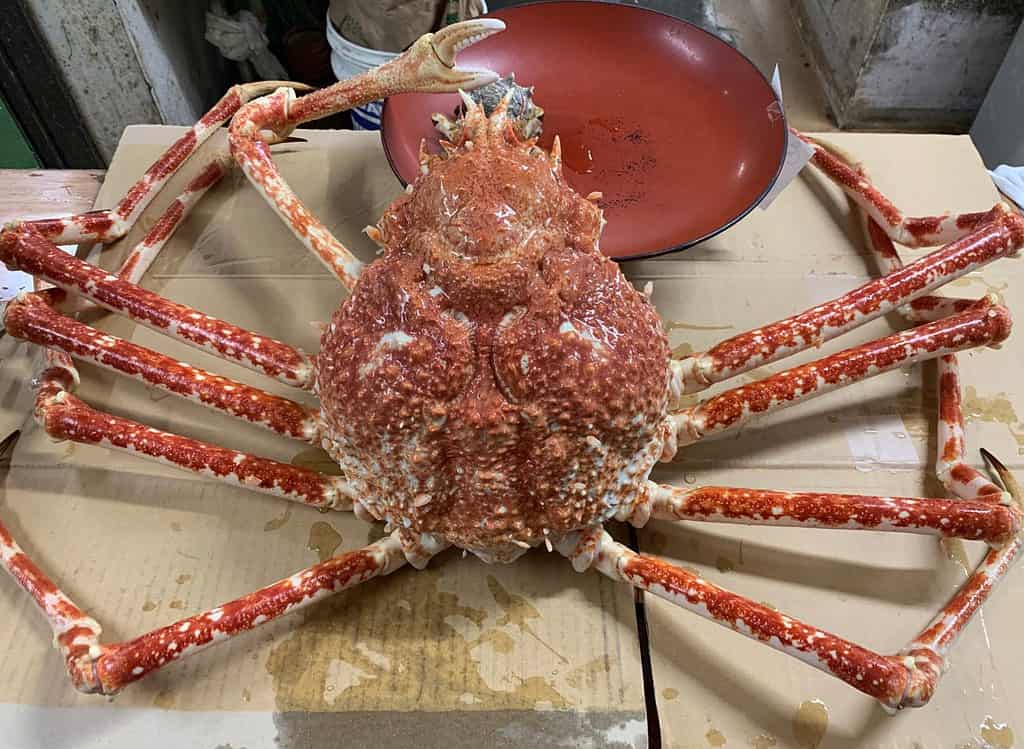 Japanese spider crabs are a delicacy in Japan.