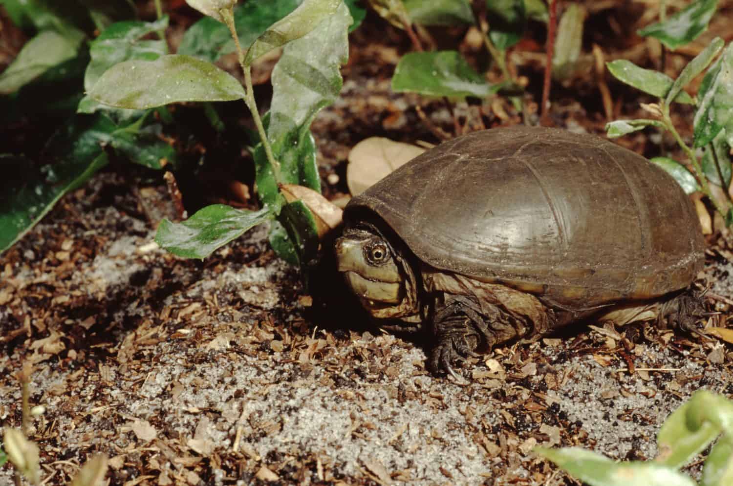 Eastern Mud Turtle (Kinosternon Subrubrum)