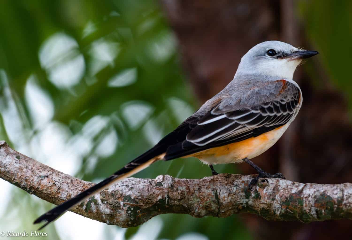 A scissor-tailed flycatcher (Tyrannus forficatus), also known as the Texas bird-of-paradise resting after a long migration journey.