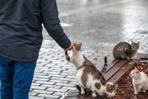 6 Steps to Take to Successfully Befriend a Stray Cat Picture