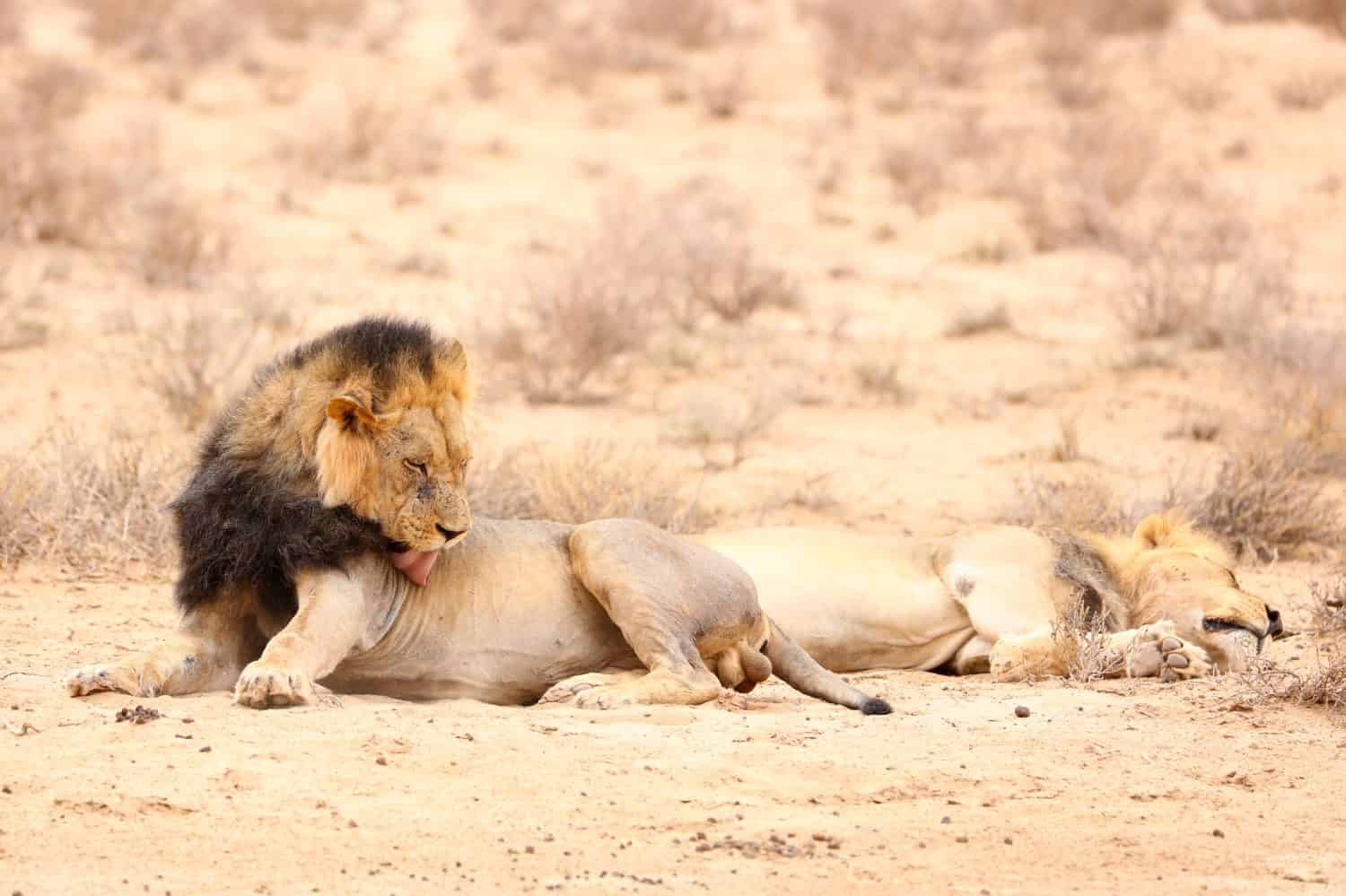 Black-maned male lion licking its fur while lying on the sand of the Kalahari Desert, South Africa