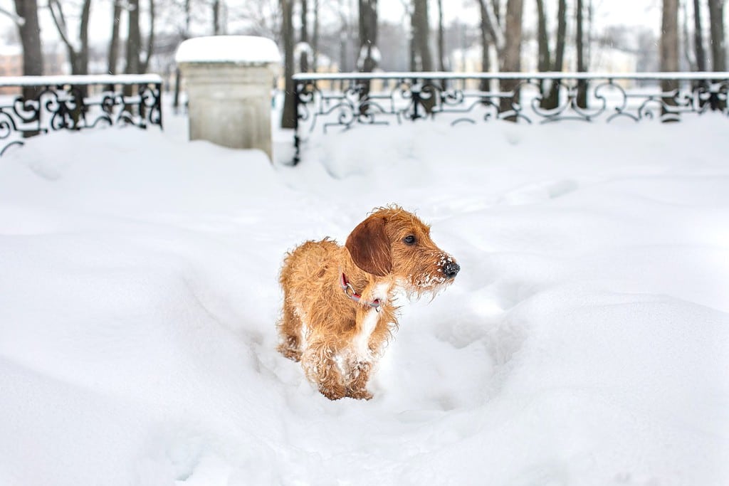 Small Brown Wire-haired Dachshund On A Winter Walk. A Dog Stands In A Snow-covered Park