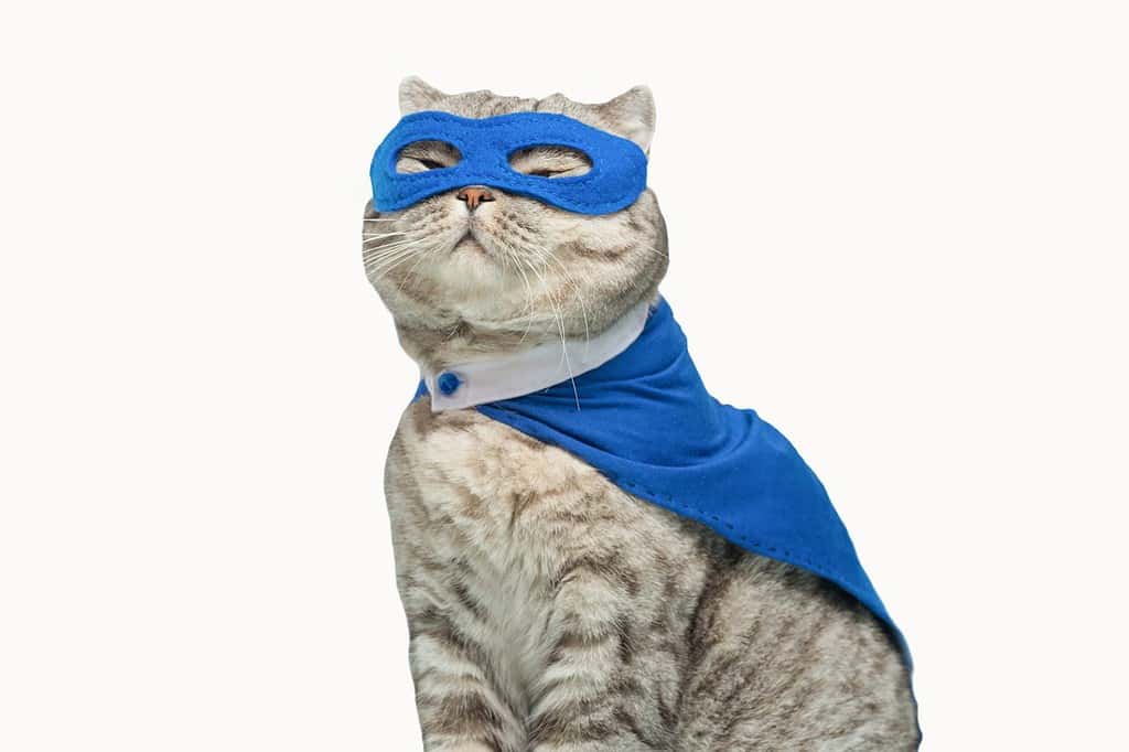superhero cat, Scottish Whiskas with a blue cloak and mask. The concept of a superhero, super cat, leader.cut out on a white background for design.