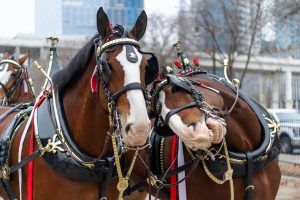 Explore the History of Budweiser’s Clydesdales Picture