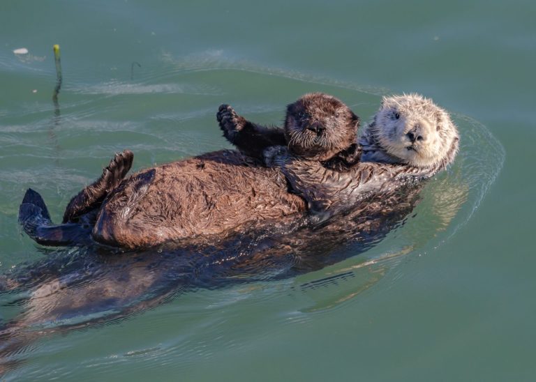 Mother sea otter with pup on her belly
