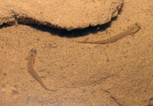 Baby Salamander: 7 Pictures and Incredible Facts Picture