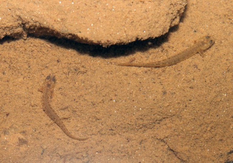 Two larvae of the southern two-lined salamander (Eurycea cirrigera) photographed in their natural habitat at the bottom of a small creek.