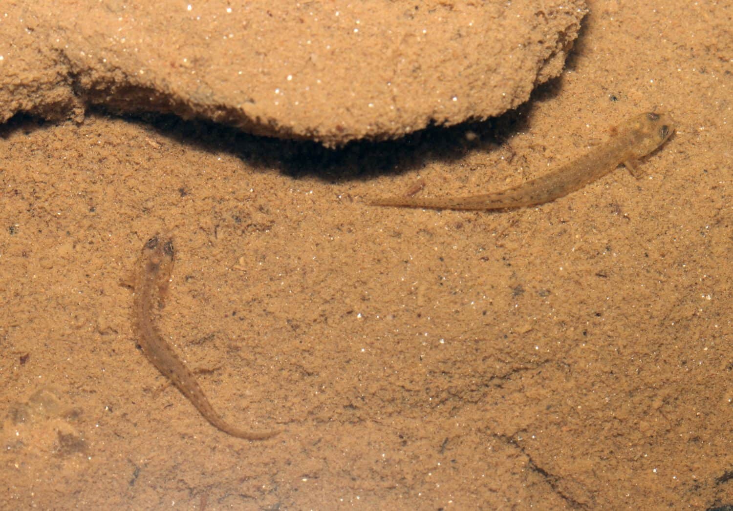 Two larvae of the southern two-lined salamander (Eurycea cirrigera) photographed in their natural habitat at the bottom of a small creek.  