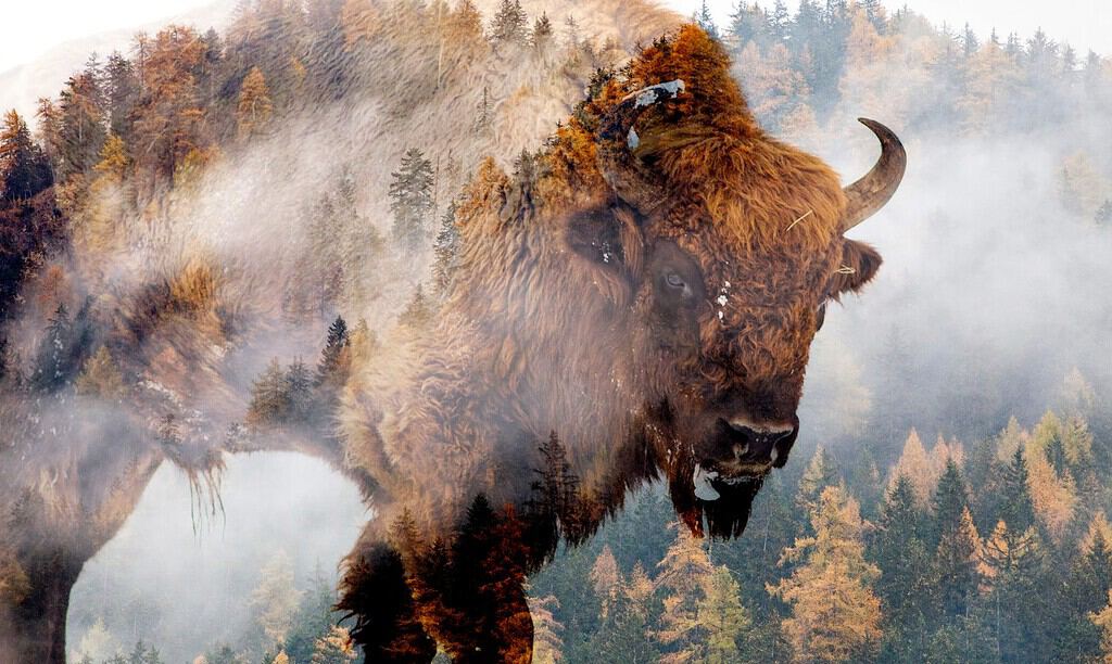 double exposure of european bison and foggy forest wildlife background