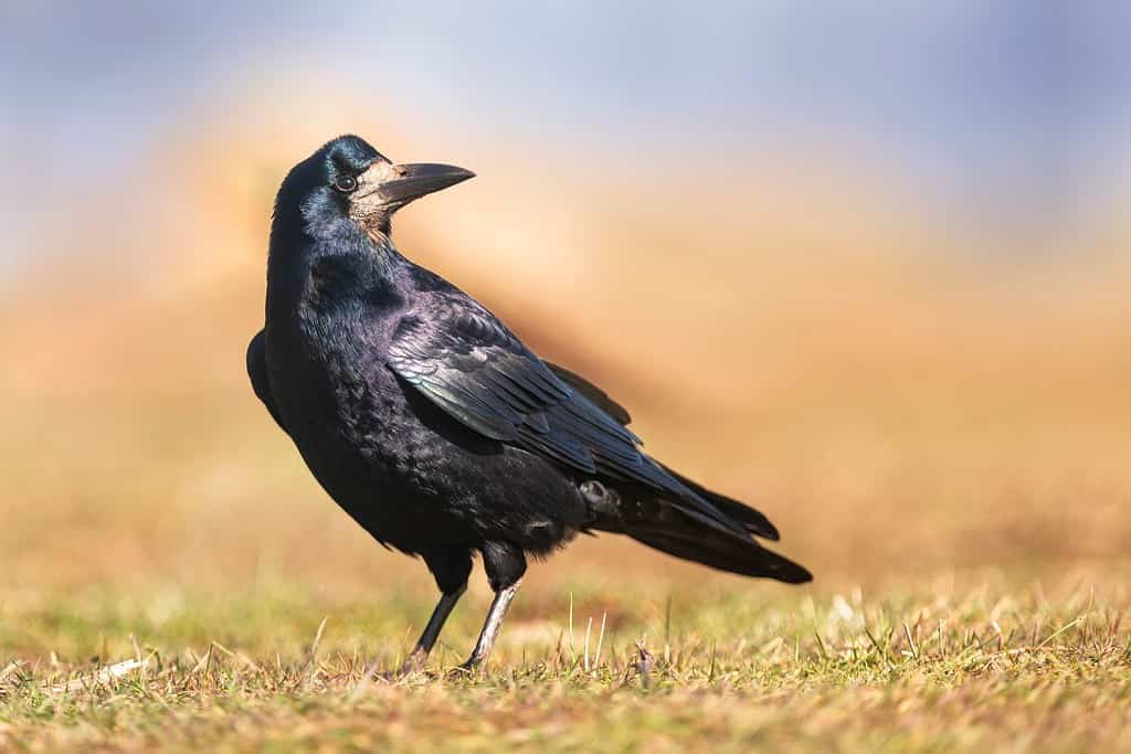 Portrait of Eurasian rook (Corvus frugilegus). Rook on earth looking for food.