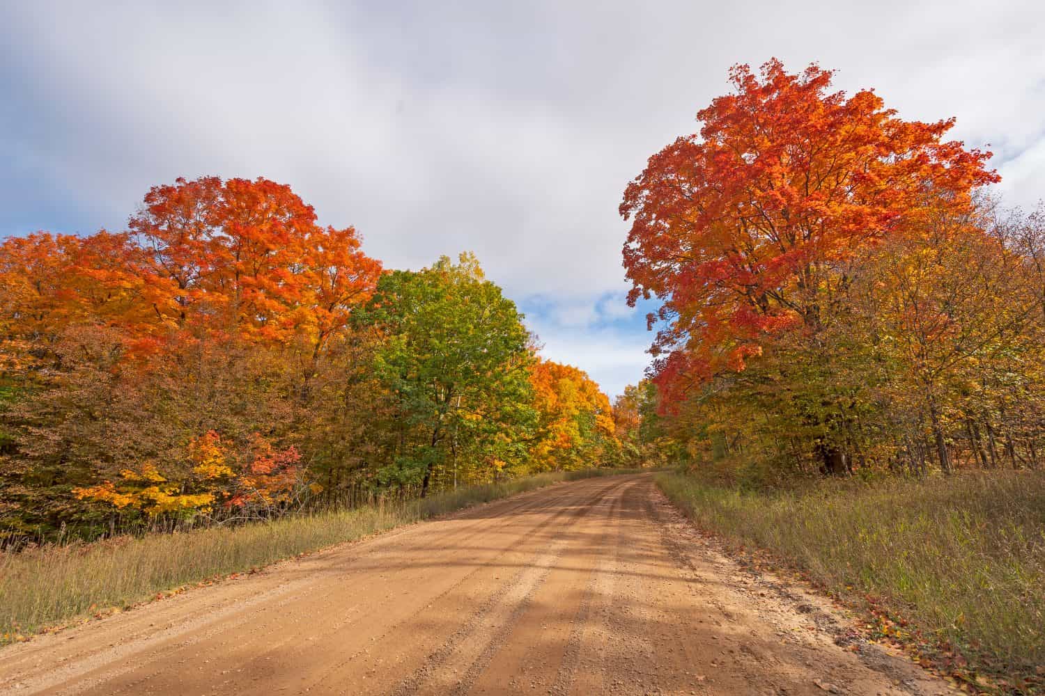Rural Road in the Autumn Forest near Vanderbilt, Michigan