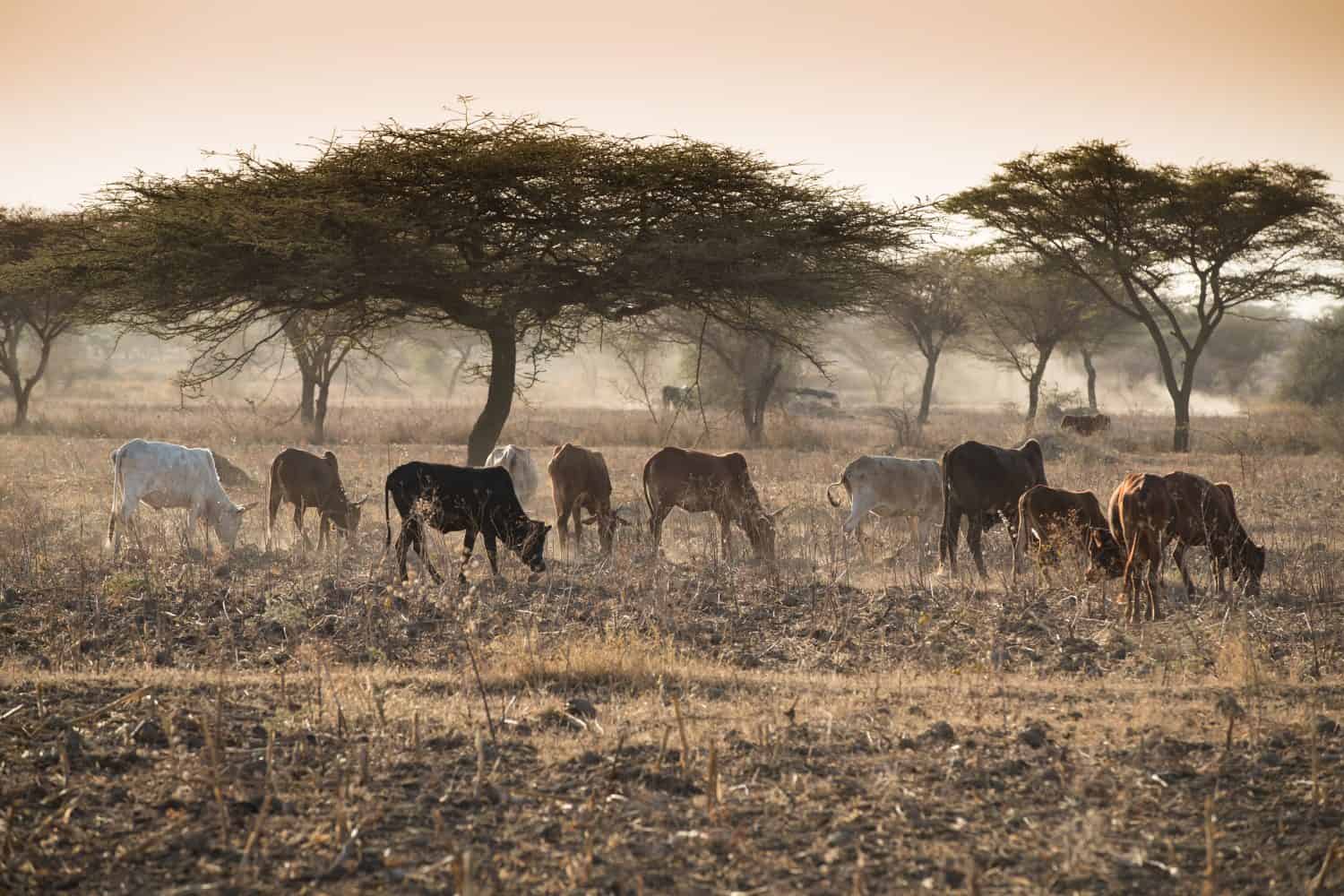 Herd of cows in the Ethiopian misty dusty landscape