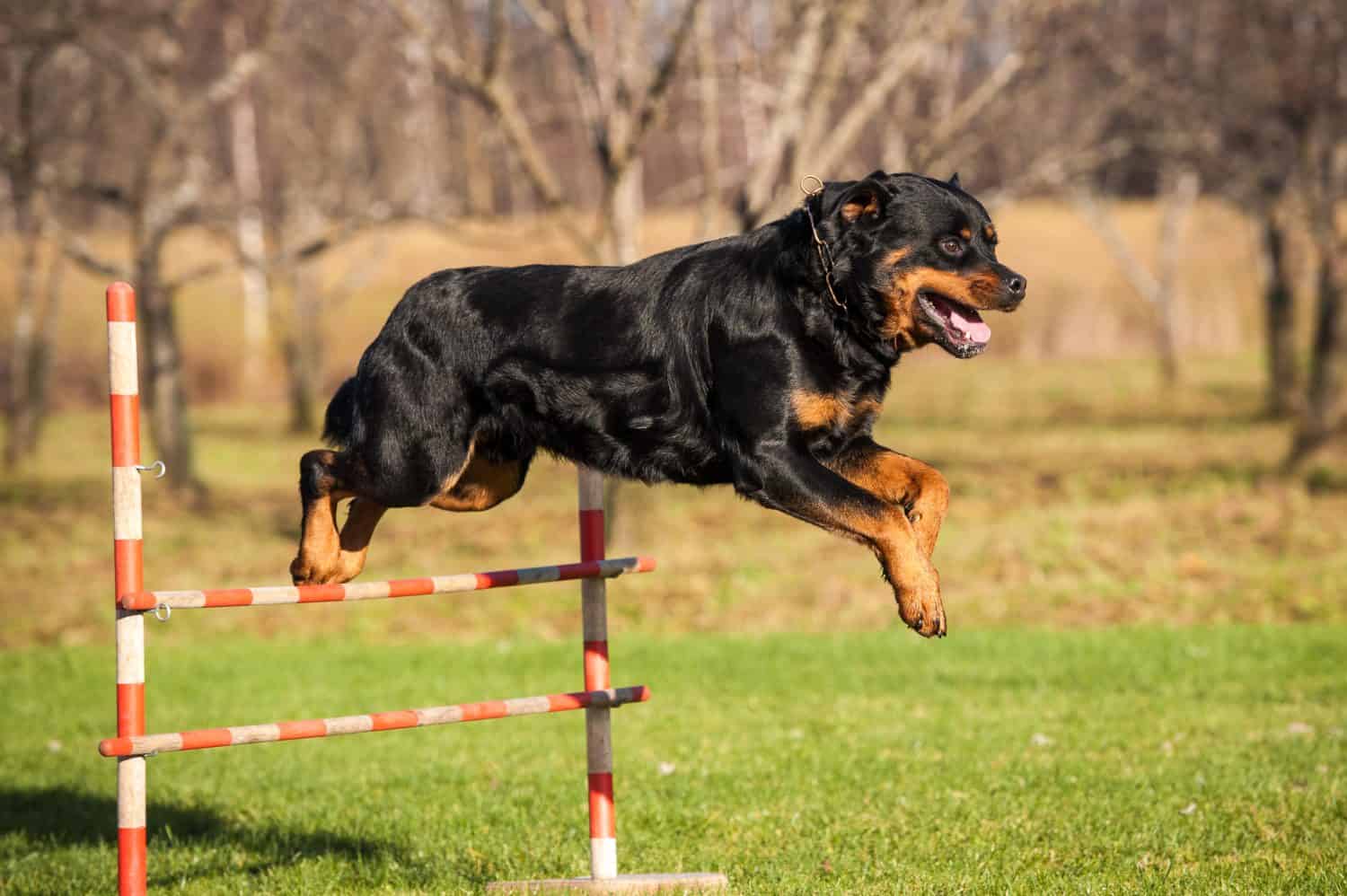 Rottweiler dog jumping over the hurdle