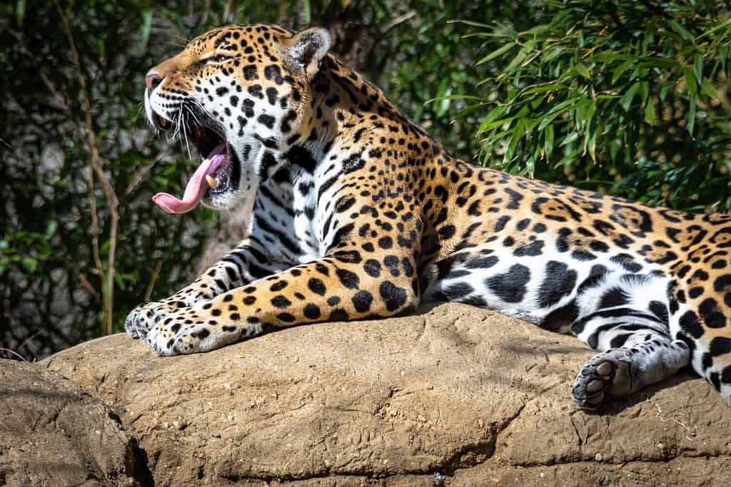Jaguar yawning on rock as zoo specimen located in Birmingham Alabama.