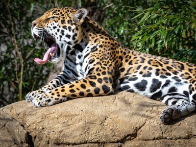 A Birmingham Zoo: Ideal Time to Go + 550 Amazing Animals to See