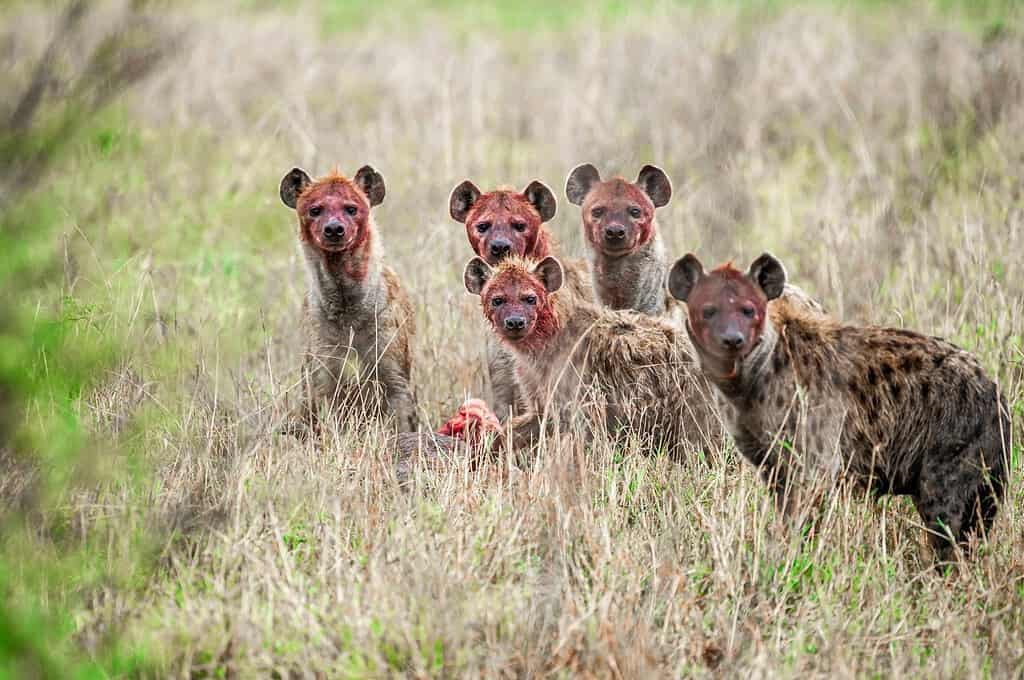 Group of hyenas eating prey in the savanna