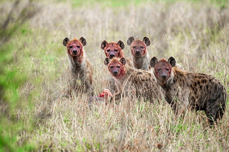 Group of hyenas eating prey in the savanna