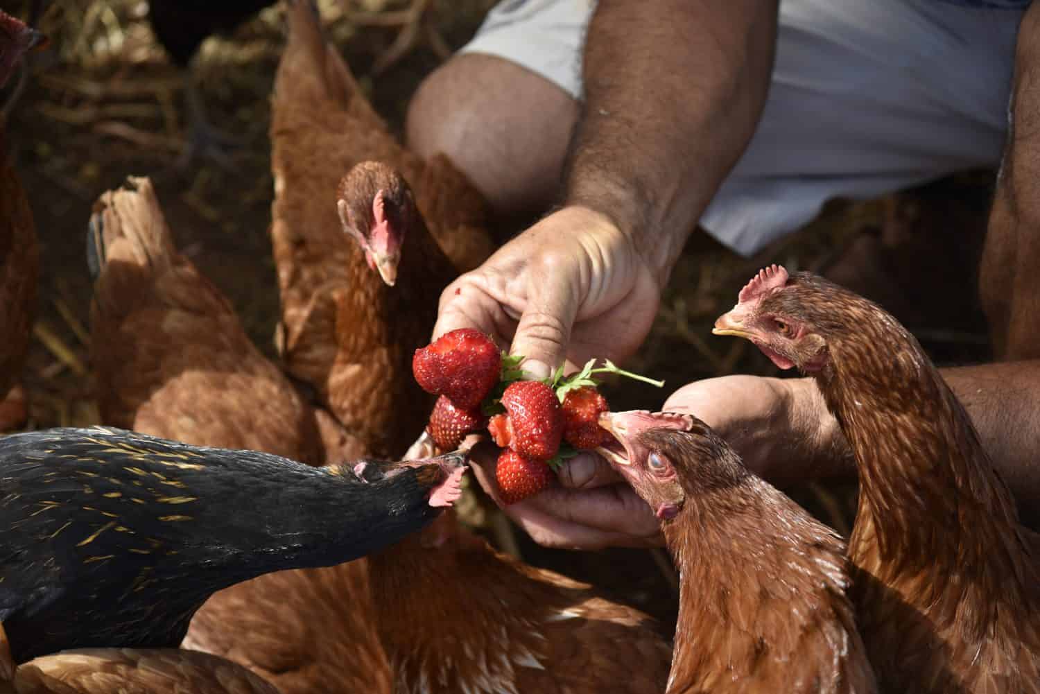 feeding strawberries to chicken in the farm