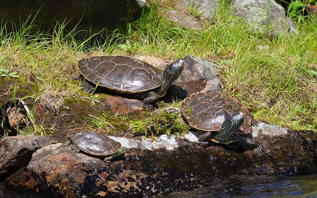 The Complete List of All 13 Turtles Found in Pennsylvania - A-Z Animals