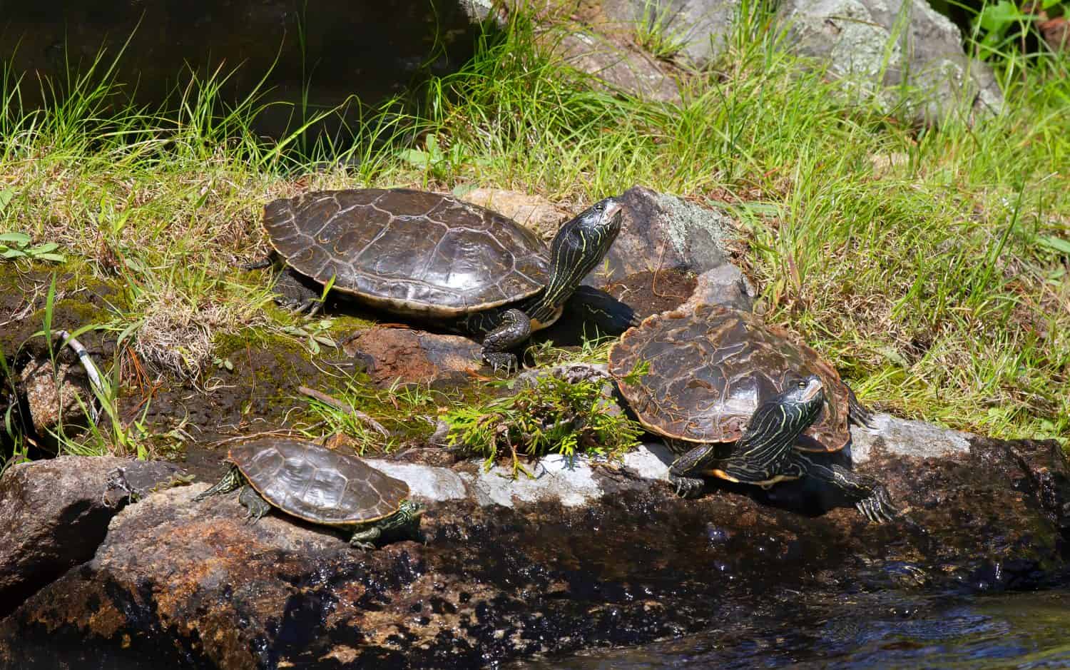 Northern Map Turtles resting on a rock in the sunshine on Buck Lake, Ontario, Canada