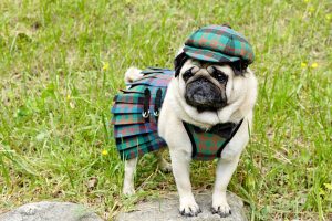 200+ Amazing Scottish Dog Names and Their Meanings Picture
