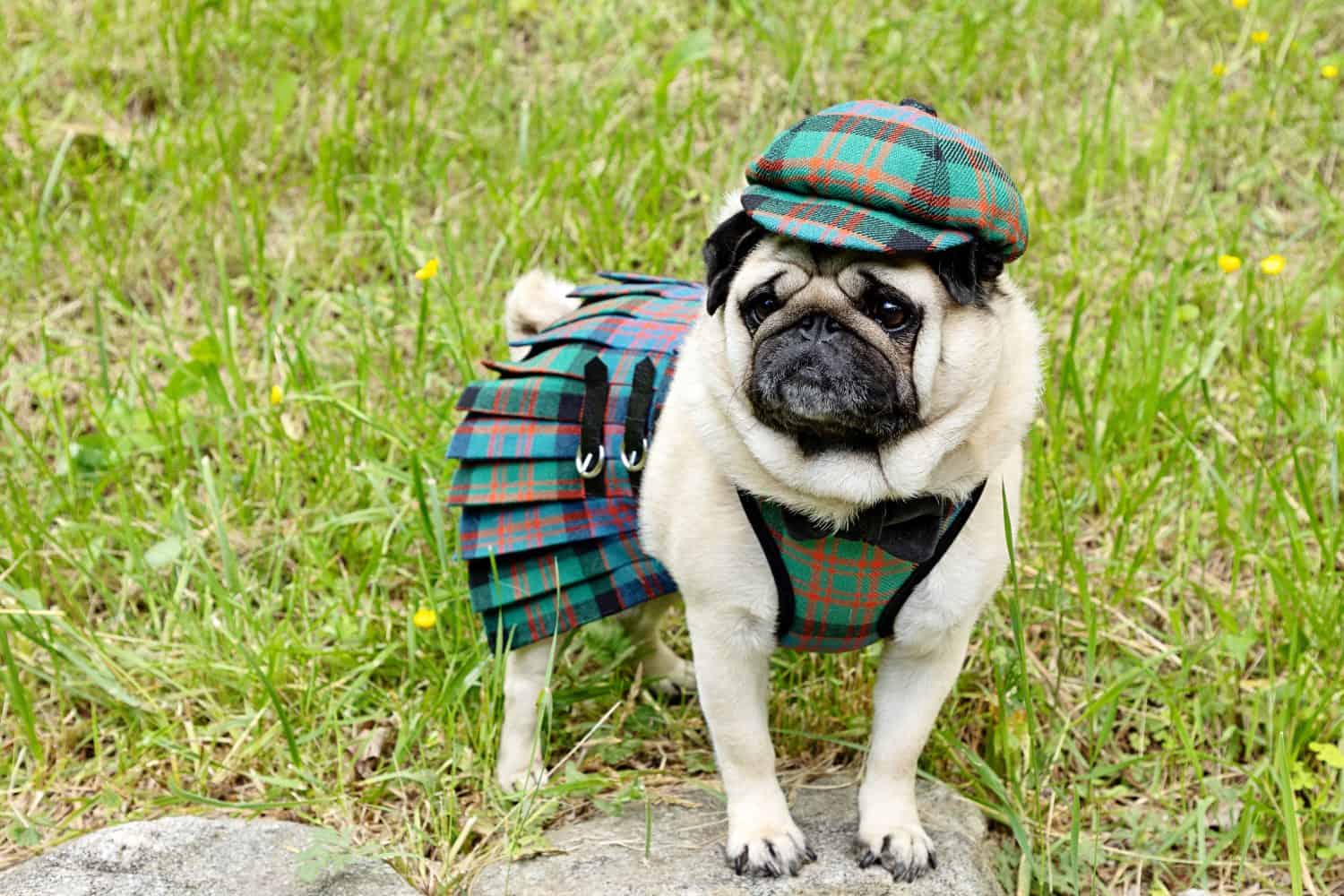 Pug dressed in Scottish tartan hat, harness and kilt perched on rock with grassy hill in background