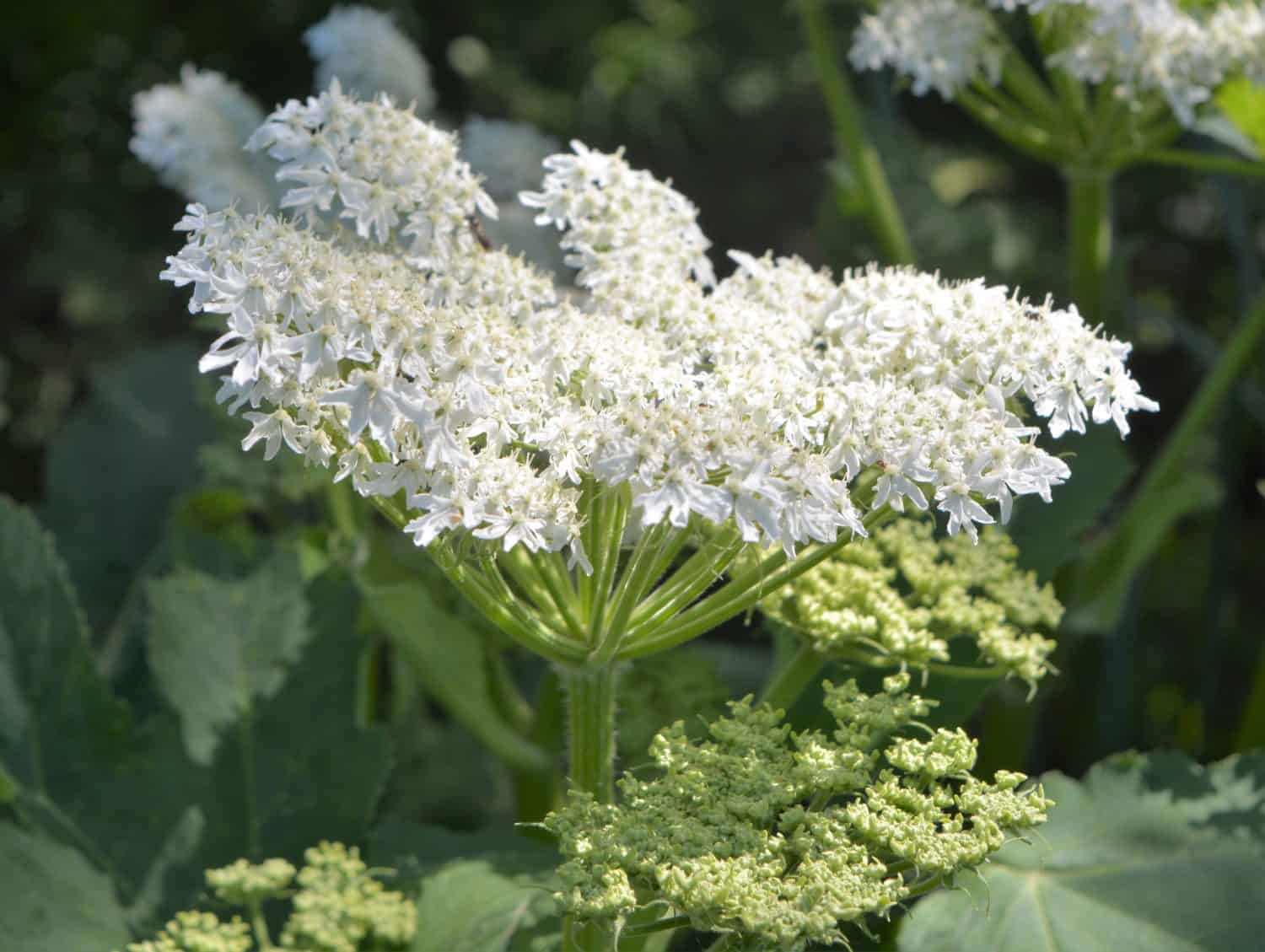 Heracleum mantegazzianum, commonly known as giant hogweed, is a monocarpic perennial herbaceous flowering plant in the carrot family Apiaceae