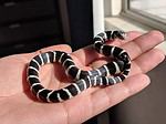 Baby King Snake: 7 Pictures and 7 Incredible Facts - A-Z Animals