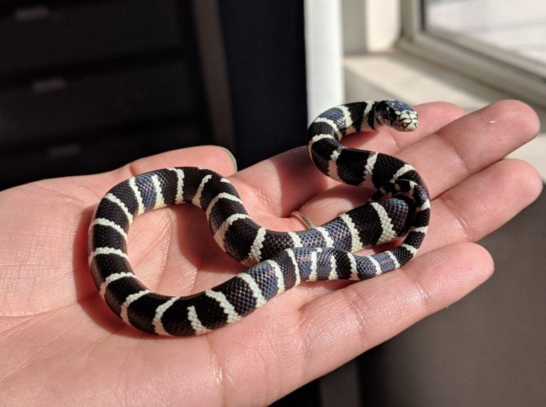 View of Feeding schedule for hatchling? : r/kingsnakes - Reddit