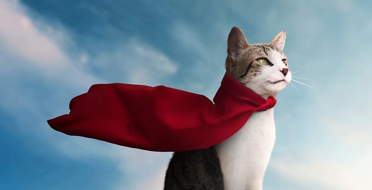 cute super hero cat with his red cape watching the horizon - blue sky background