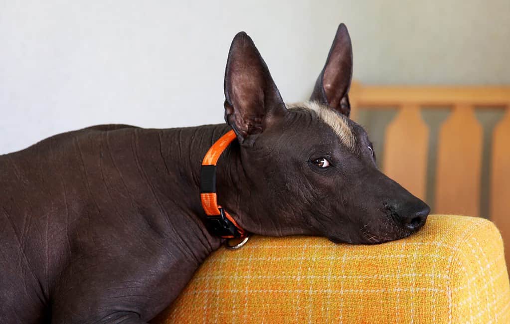 Close up portrait of mexican hairless breed dog named xoloitzcuintle, ancient and unusual, with dark skin color, ginger and white mohawk on the head. Strong emotion on the face. Copy space.