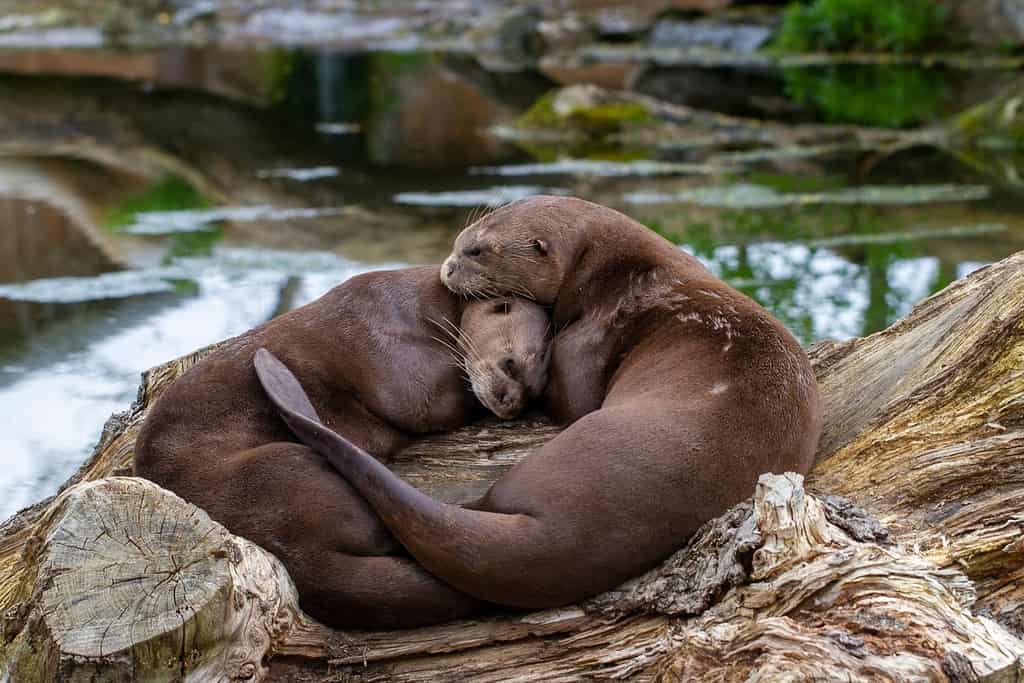 Giant Otter Portrait Parents Sleeping