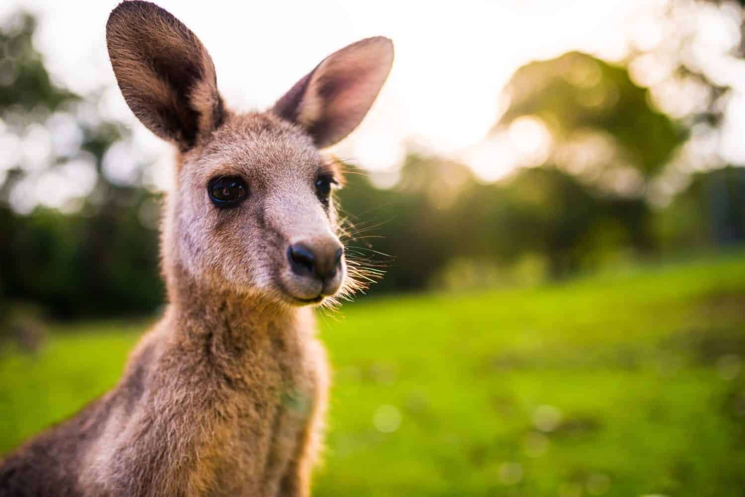 Young Kangaroo on east coast of Australia. Close up of head and face. Photographed in the wild
