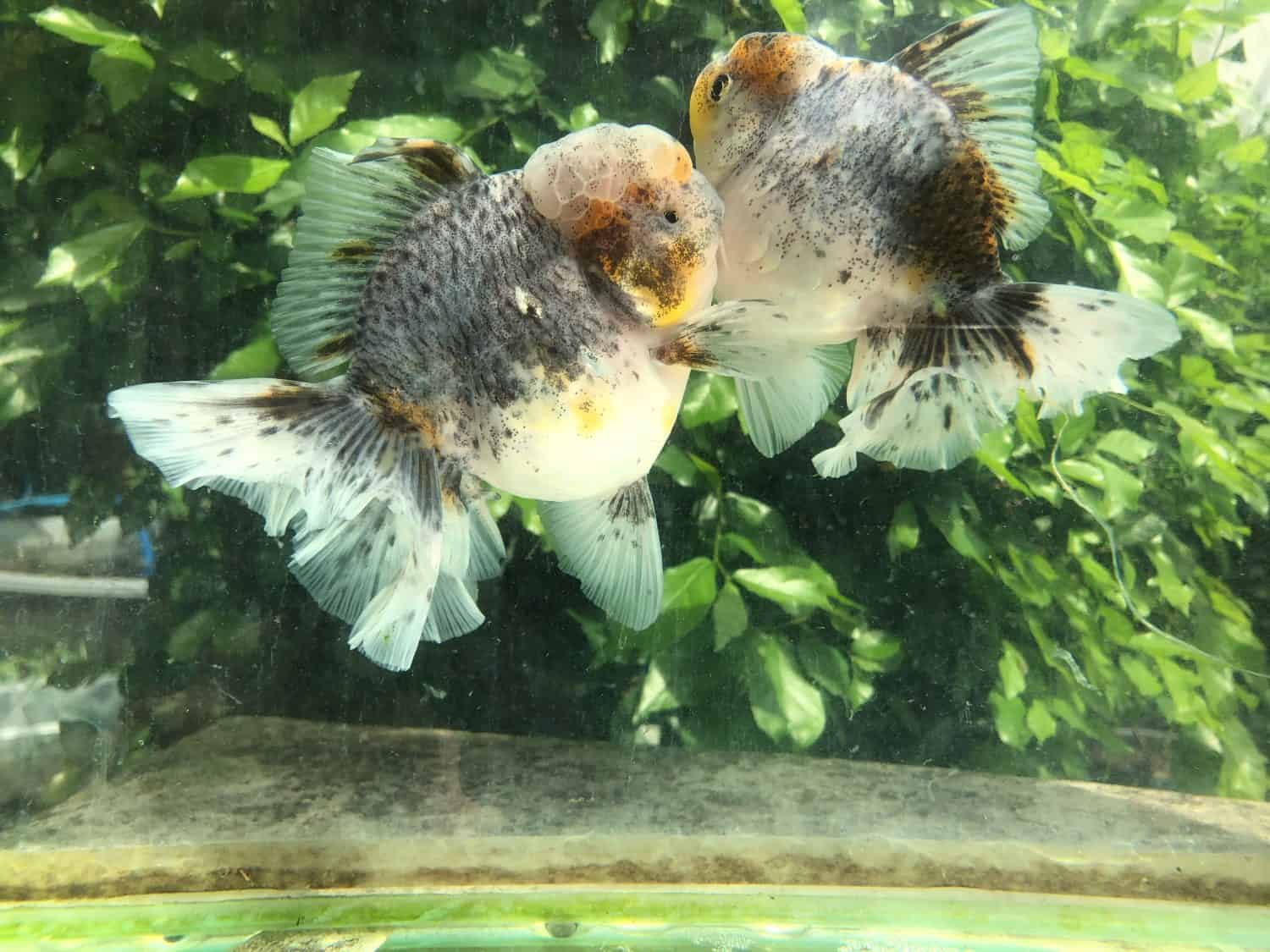 two orada blue goldfish rosetail