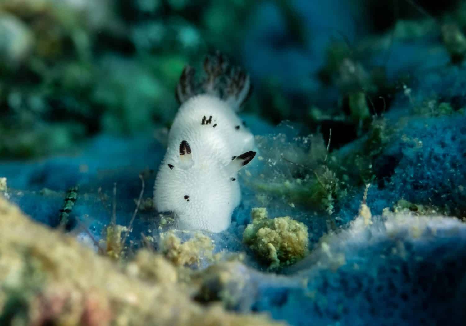 Sea slugs marimo Sea Bunny Underwater photo nature cute macro   beautiful 