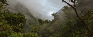What Is the Cloud Forest and Which Animals Live There? Picture