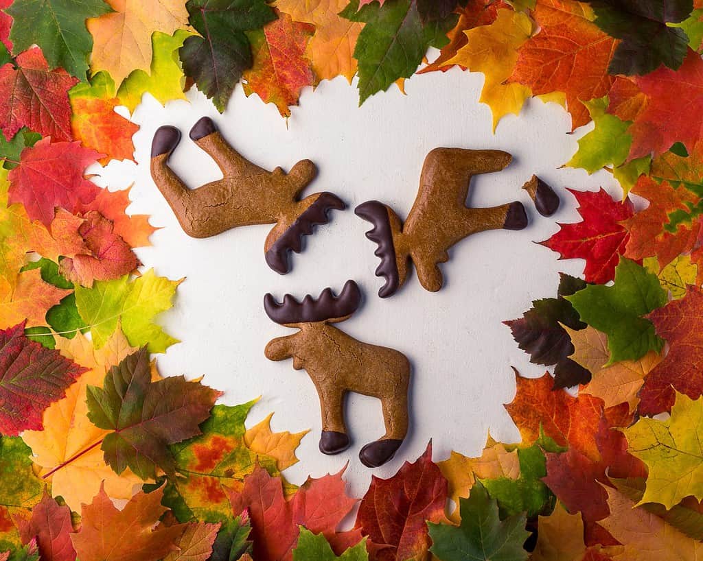 Three Chocolate dipped Moose cookies with fall leaves