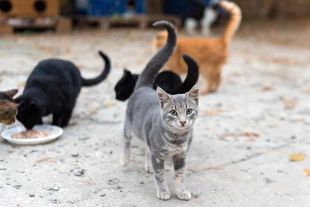 Stray cats eating on the street. A group of homeless and hungry street cats eating food given by volunteers. Feeding a group of wild stray cats, animal protection and adoption concept