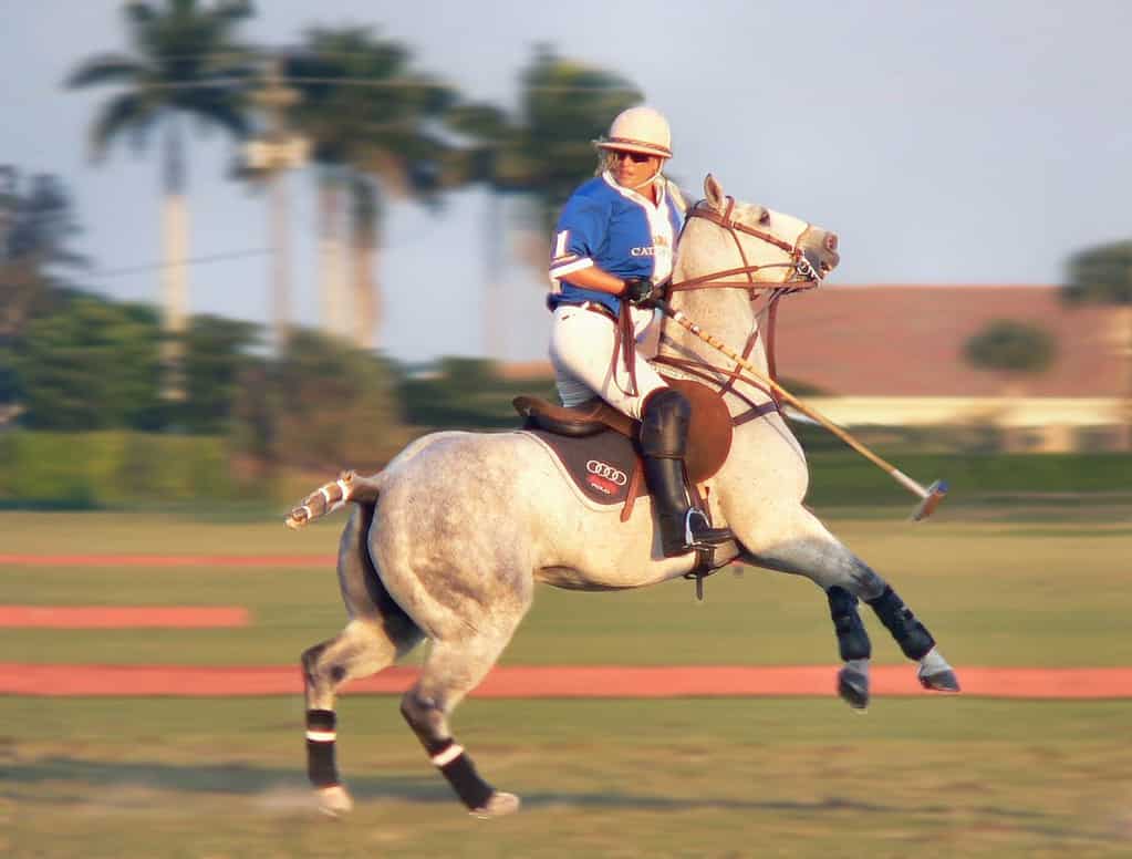 Melissa Ganzi, women's champion polo player for team Audi, in action in Wellington, Florida. Image has motion blur as she stops her horse to turn around. Horse is rearing slightly. Team shirt is blue