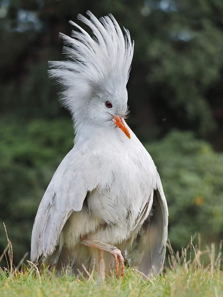 Kagu from New Caledonia with upright crown of feathers on a meadow; Rhynochetos jubatus