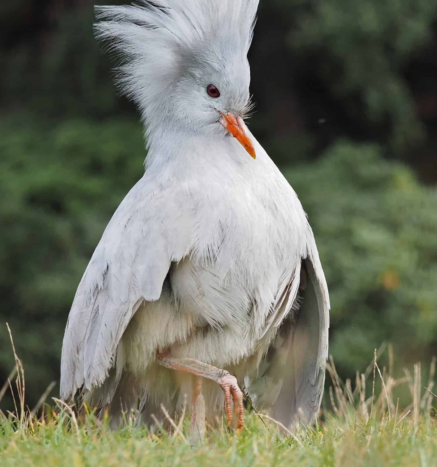 Kagu from New Caledonia with upright crown of feathers on a meadow; Rhynochetos jubatus