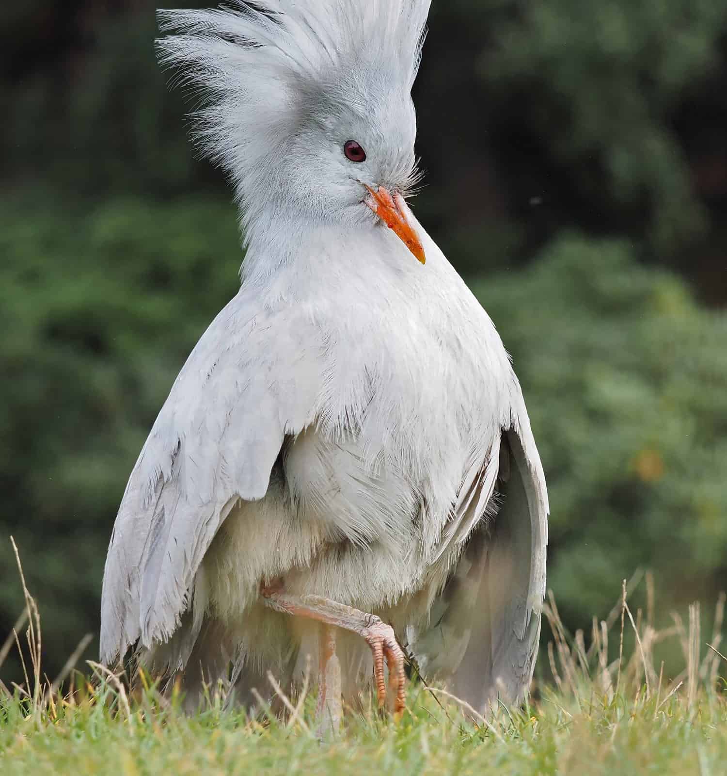 Explore The 35 Incredible 4 Letter Birds A Z Animals Explore The 35 Incredible 4 Letter Birds A Z Animals