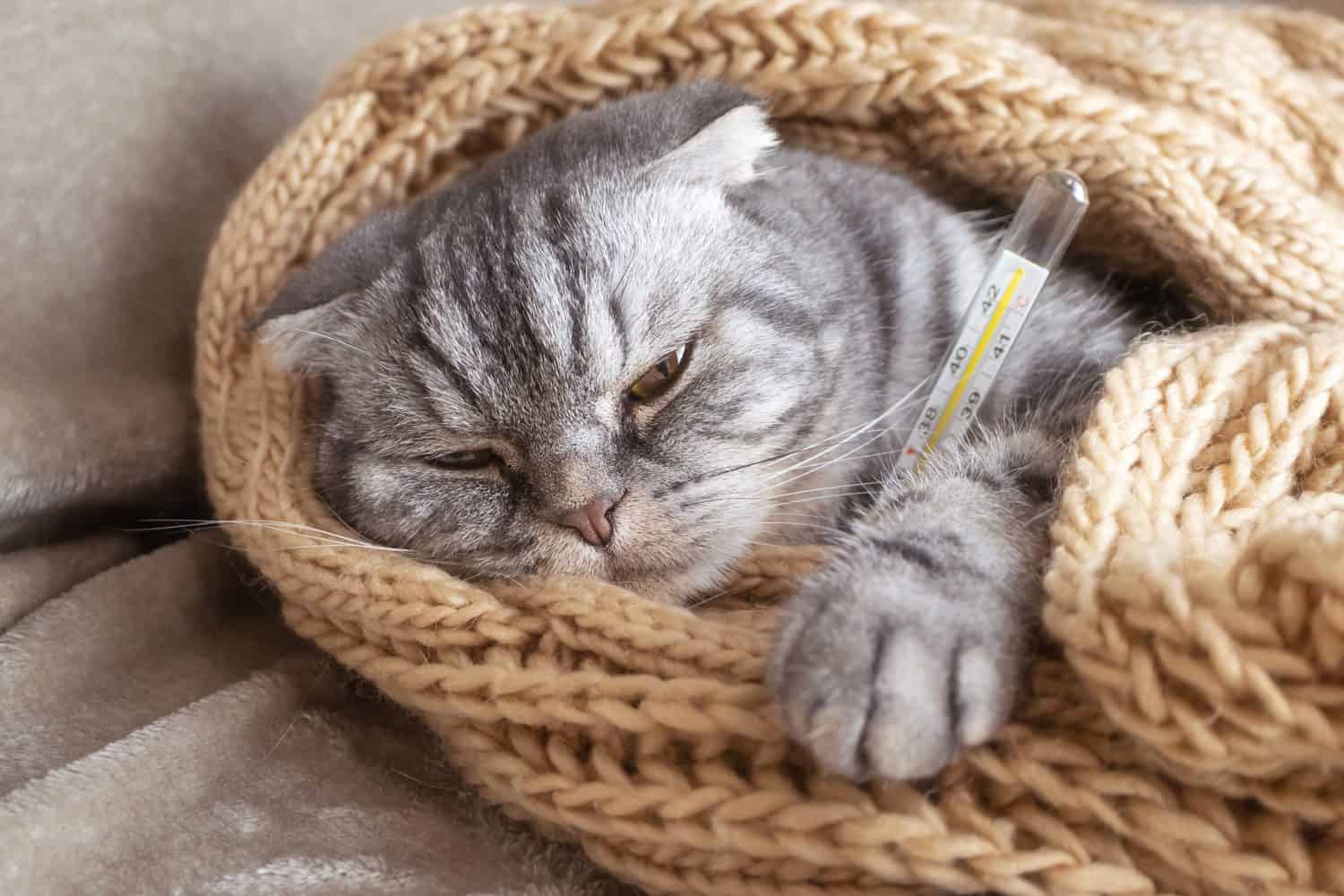 Ill gray Scottish Fold cat lies under a blanket with a thermometer. Pet disease concept, veterinary medicine.