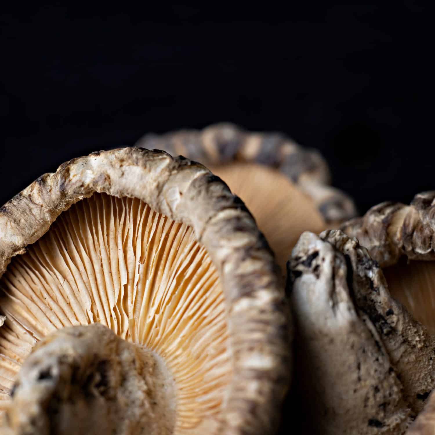 Dried Shiitake Mushroom Gills Close up.