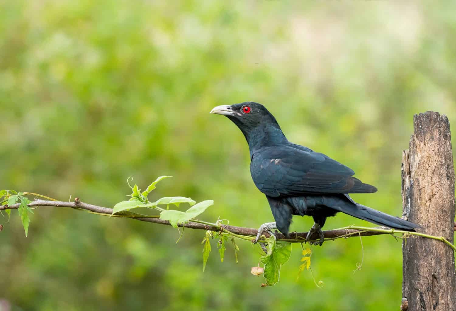 A male Indian Koel bird perched on a branch in the arid jungles on the outskirts of Bangalore in November 2020