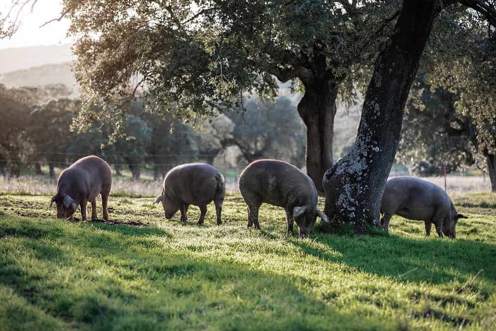Iberian pigs eating boiling in the middle of nature at sunset on a sunny day