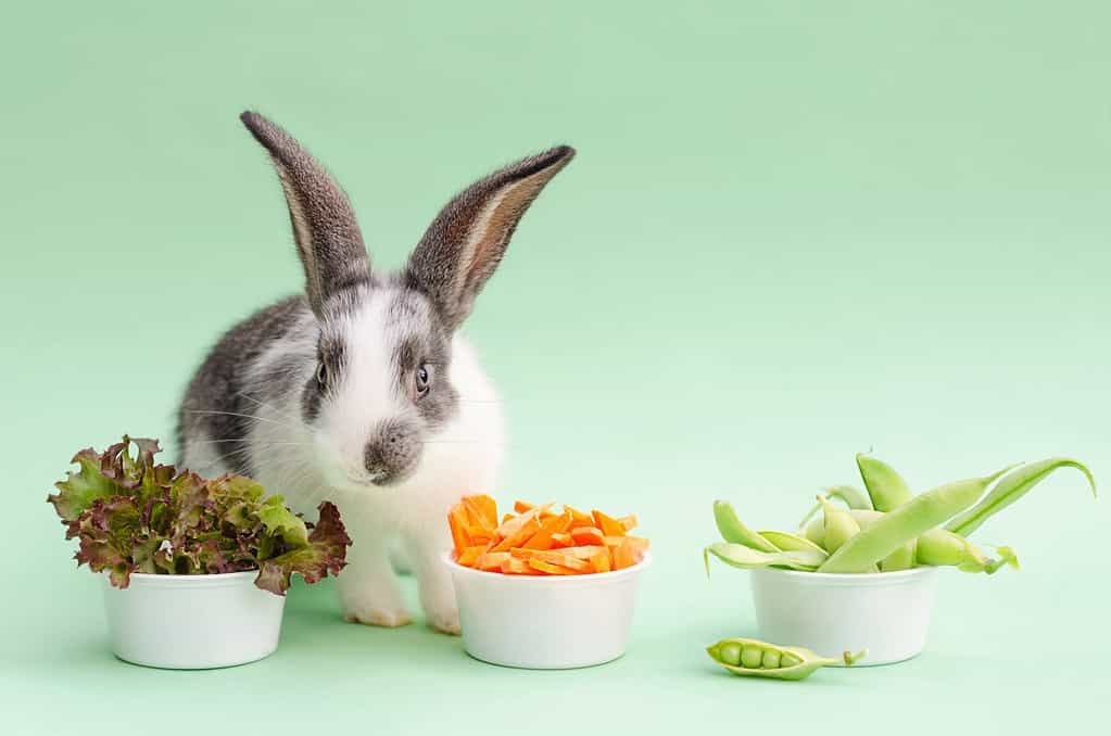 feeding your pet. small baby rabbit, bunny eating fresh juicy cabbage, lettuce, carrots, green beans, peas. rational vegetable food for rodent. copy space, place for text