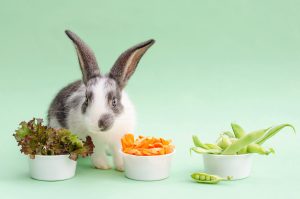 Yes, Rabbits Can Eat Green Beans! But Follow These 5 Tips Picture
